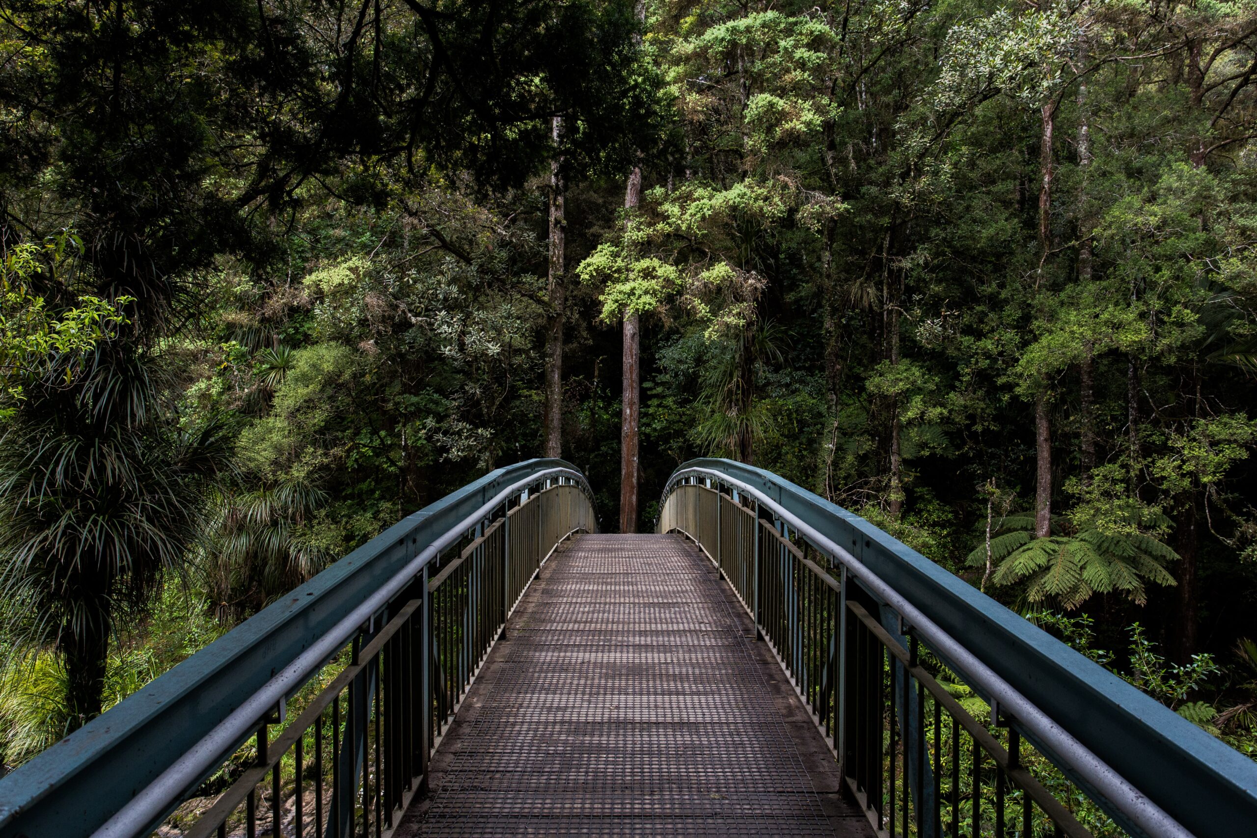 Environmental consultancy | A picture of a bridge leading to a greeny forest.